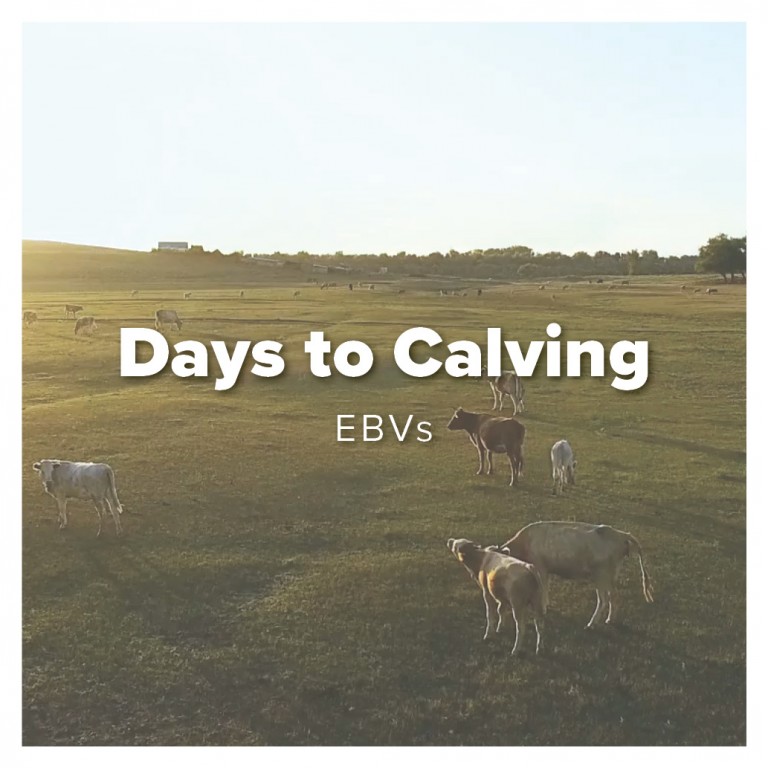 days to calving