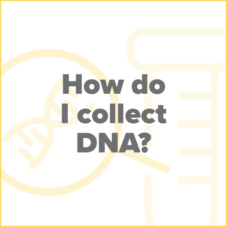 How Do I Collect DNA tiles GREY