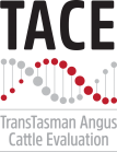 TACE logo - TransTasman Angus Cattle Evaluation