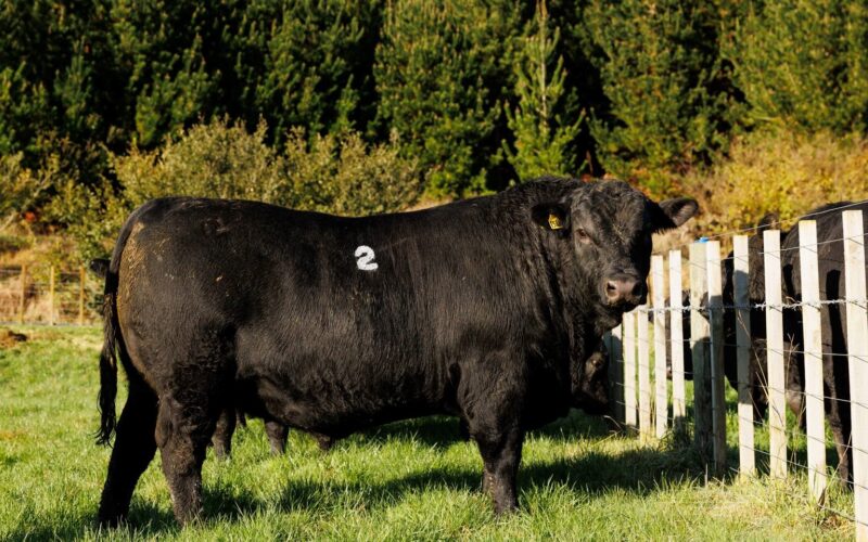 AgriHQ: 2024 Stud bull sales exceed expectations » PBB - Performance ...