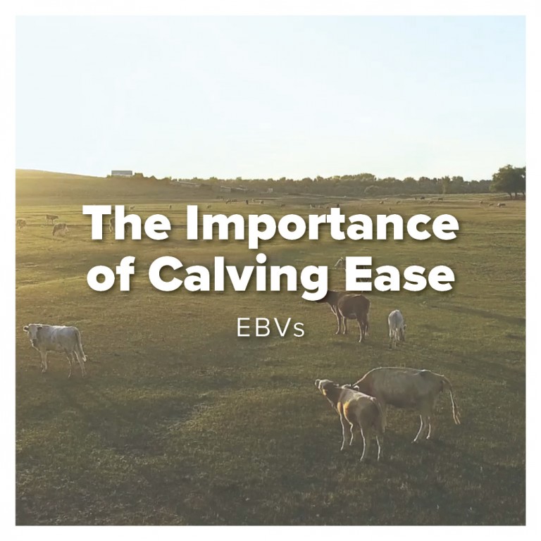 the importance of calving ease