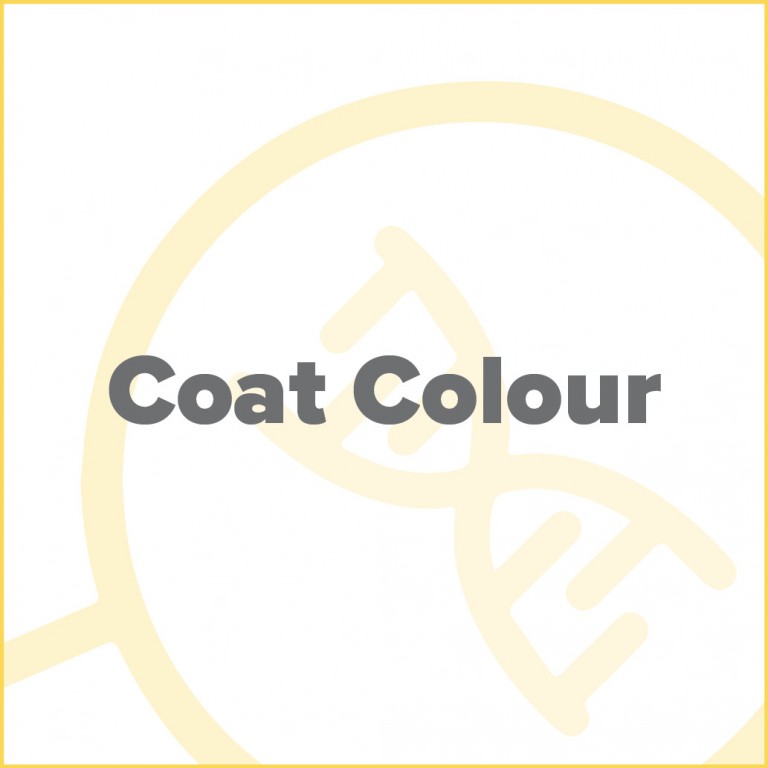 Coat colour