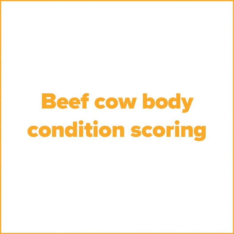 tile Helical beef scoring